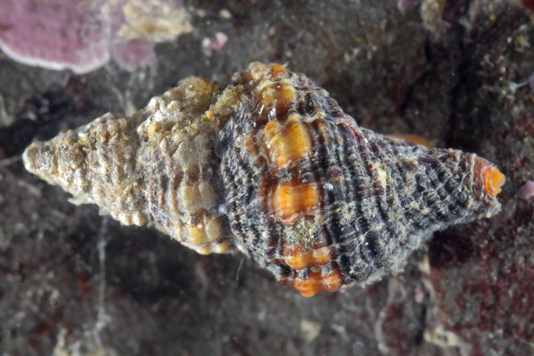 Aptyxis luteopictus